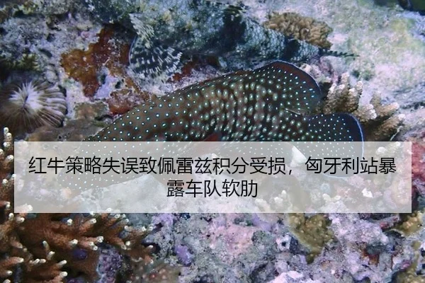 hong-niu-ce-lve-shi-wu-zhi-pei-lei-zi-ji-fen-shou-sun-xiong-ya-li-zhan-bao-lu-che-dui-ruan-lei-2-219.jpg